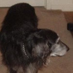 blackie3